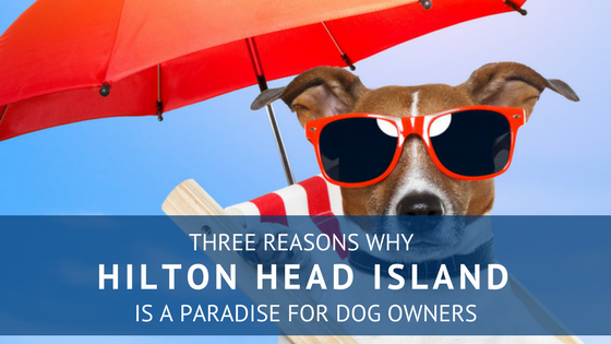 Pet Friendly Hilton Head